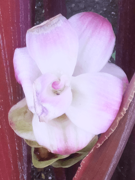 NN}ExXPX(Curcuma rubescens)