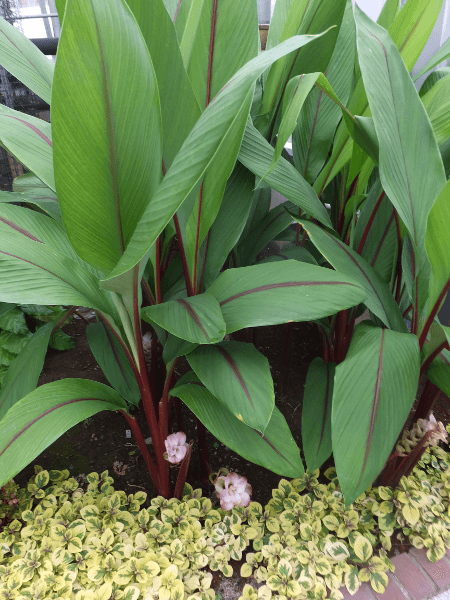 NN}ExXPX(Curcuma rubescens)