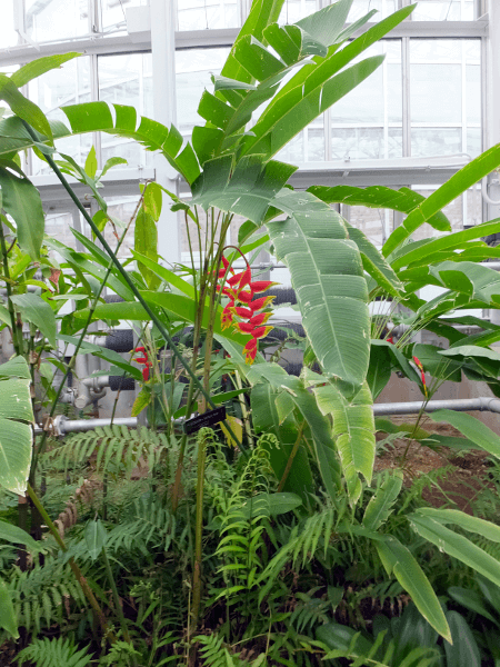 ヘリコニア ロストラタ Heliconia Rostrata かぎけんweb