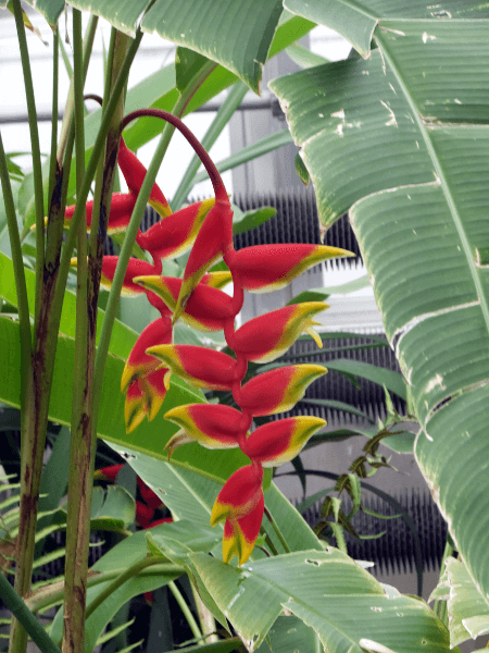 ヘリコニア ロストラタ Heliconia Rostrata かぎけんweb ヘリコニア ロストラタ Heliconia Rostrata かぎけんweb