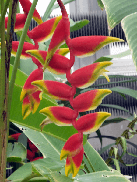 ヘリコニア ロストラタ Heliconia Rostrata かぎけんweb