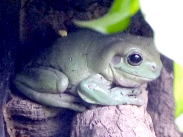 イエアメガエル 家雨蛙