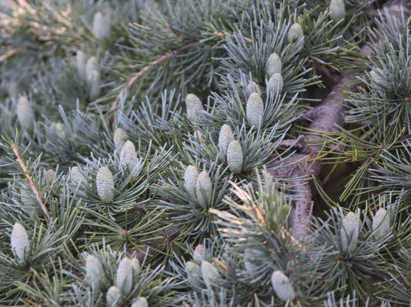 ヒマラヤスギ（Himaraya杉）【かぎけんWEB】