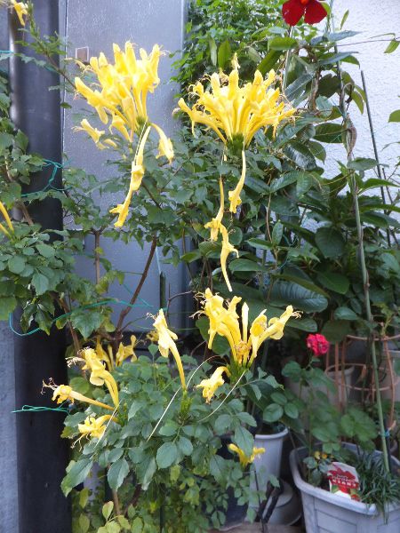 CG[EP[vEnj[TbN(Yellow cape honeysuckle)