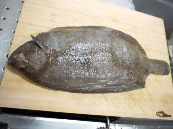 �o�o�J���C