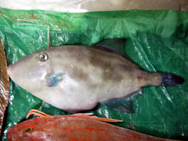 �E�}�d���n�M