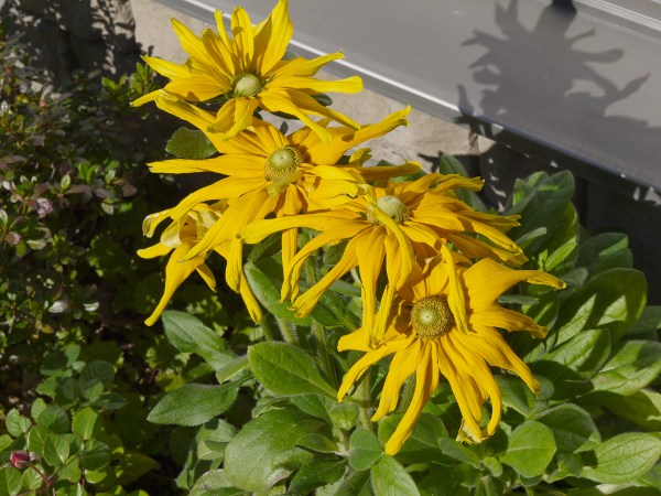 ルドベキア Rudbeckia かぎけんweb