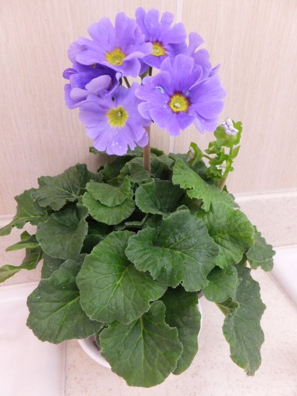 vEIuRjJ(Primula obconica)