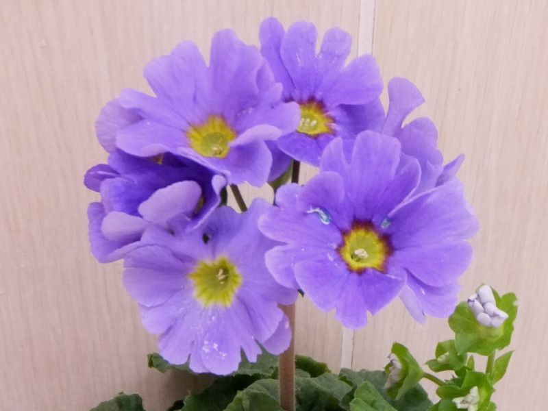 vEIuRjJ(Primula obconica)