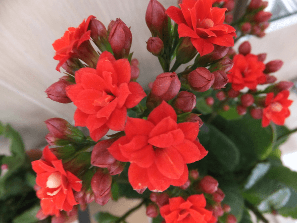 カランコエ Kalanchoe かぎけんweb