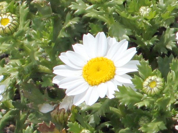クリサンセマム・ノースポール(Chrysanthemum North Pole)【かぎけんWEB】