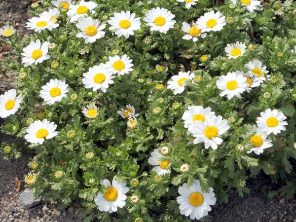ノースポール✼ クリサンセマム・ノースポール(Chrysanthemum North Pole)【か