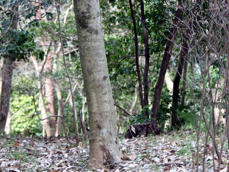 ���N���W�i�����q)