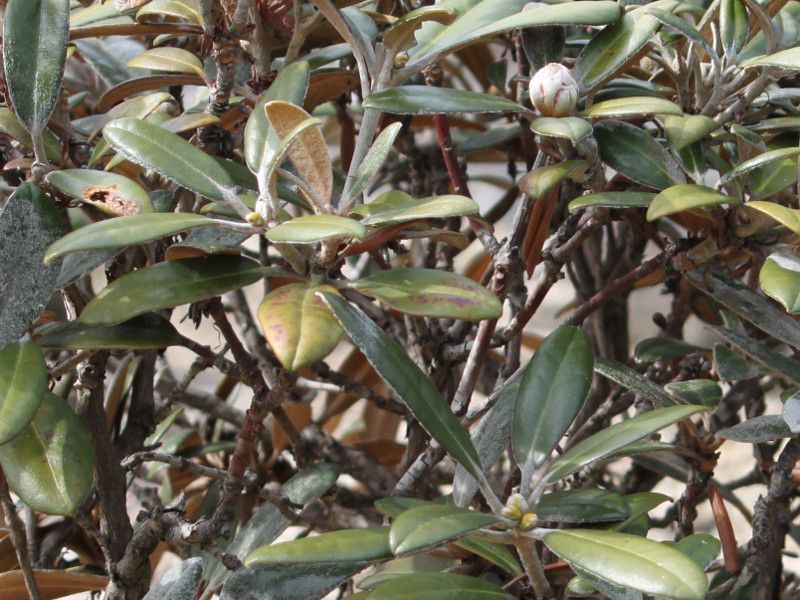 京都府立植物園