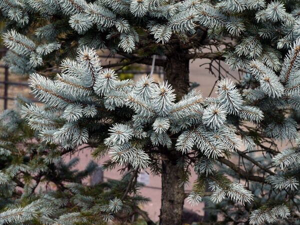 コロラドトウヒ 'ホプシー'(Colorado唐檜'Hoopsii')