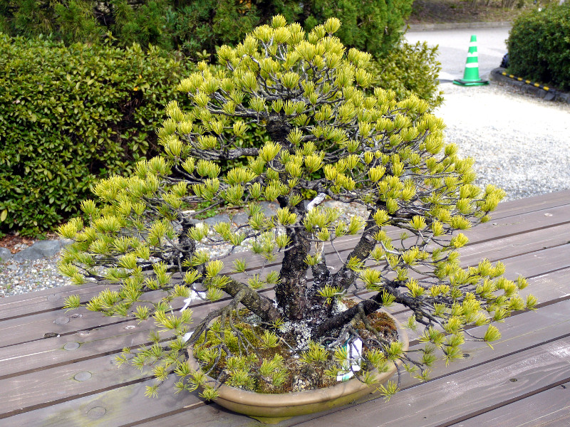 SE}ciܗtAwFPinus parvifloraj
