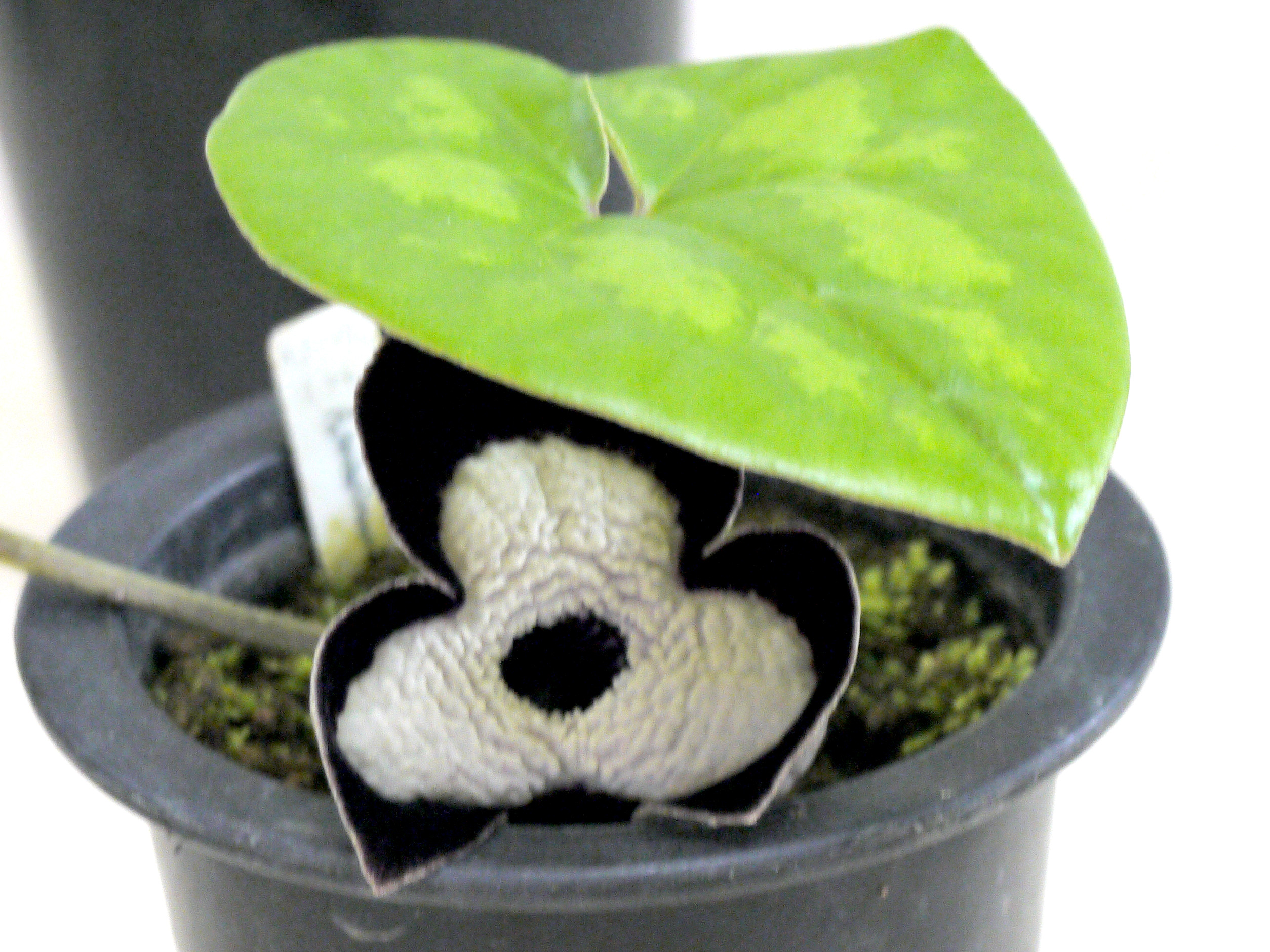 パンダカンアオイ | Asarum maximum | かぎけん花図鑑