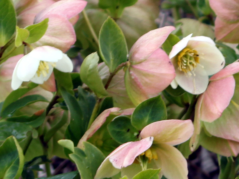 e[Y(Lenten rose)