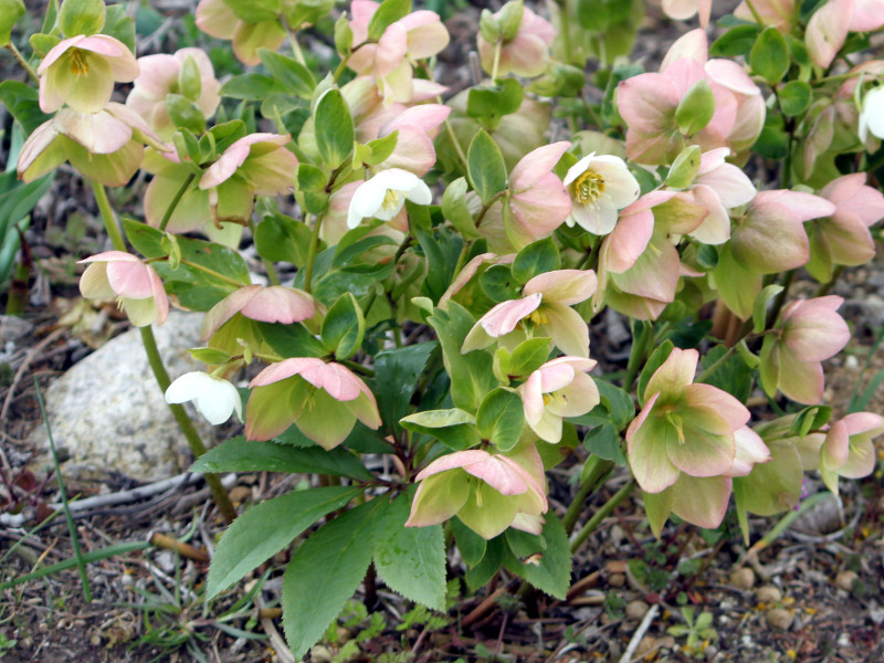 e[Y(Lenten rose)