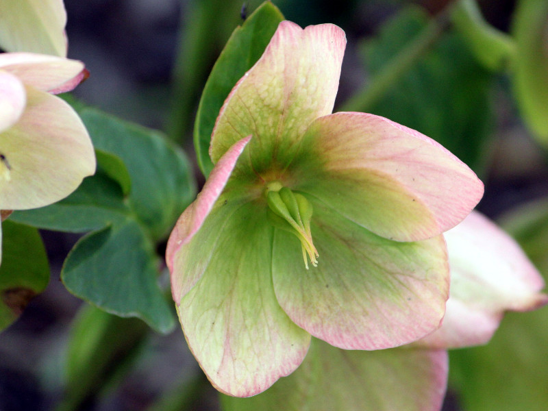 e[Y(Lenten rose)