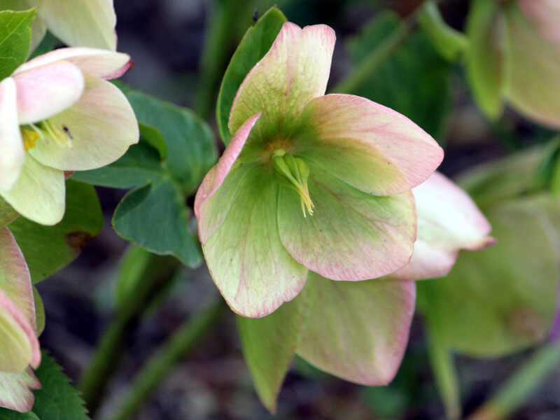 e[Y(Lenten rose)
