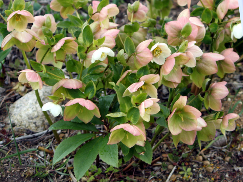 e[Y(Lenten rose)