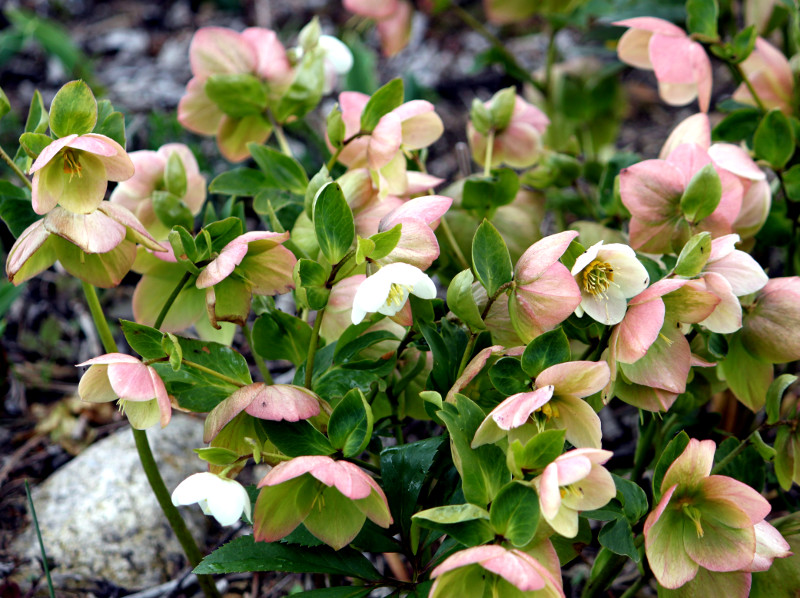 e[Y(Lenten rose)