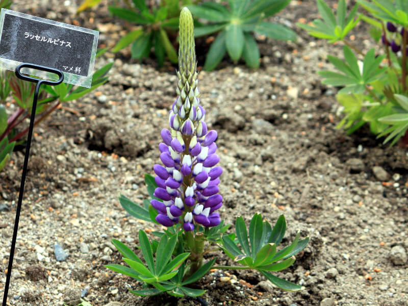 siX(Lupinus)
