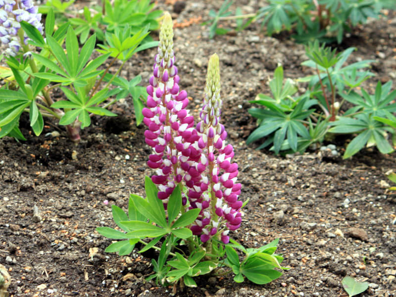 siX(Lupinus)