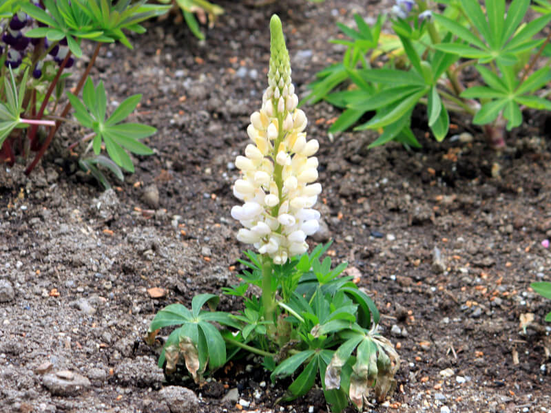 siX(Lupinus)