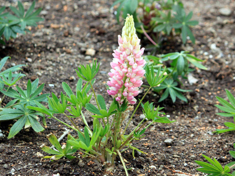 siX(Lupinus)