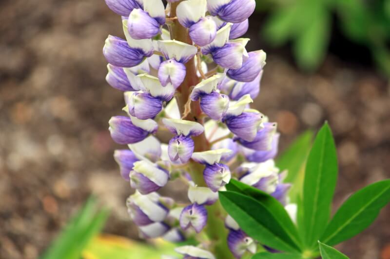 siX(Lupinus)