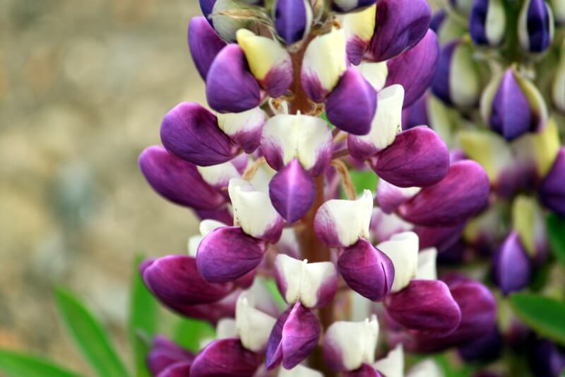 siX(Lupinus)