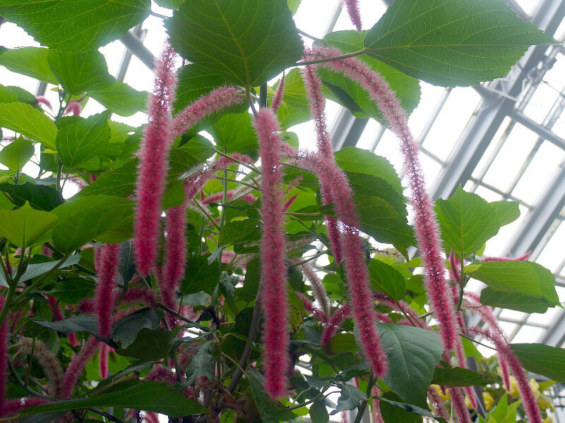 AJt@EqXs_(Acalypha hispida)