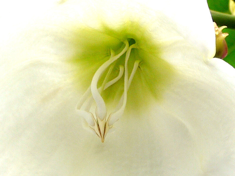 {[eBAEeBt(Beaumontia multiflora)