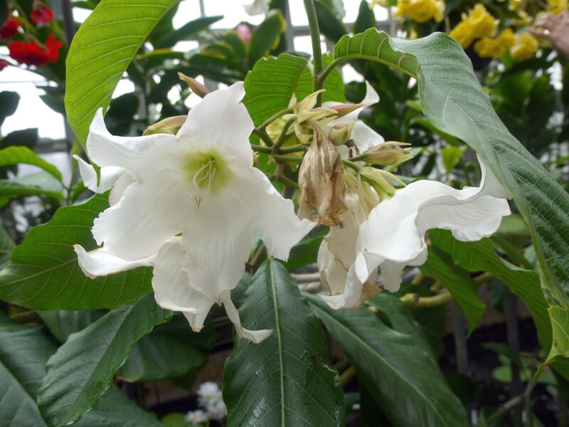 {[eBAEeBt(Beaumontia multiflora)