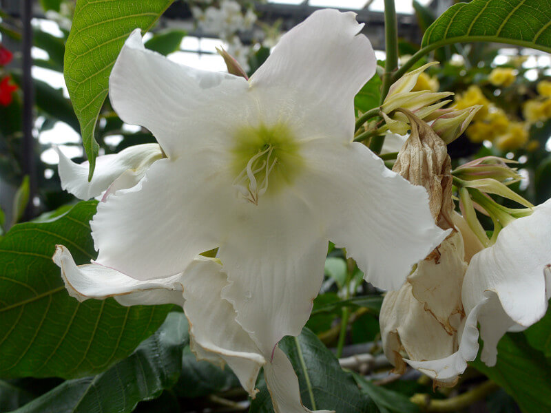 {[eBAEeBt(Beaumontia multiflora)