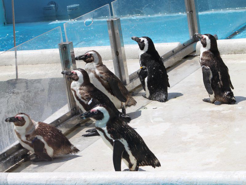 ケープペンギン Cape Penguin かぎけんweb