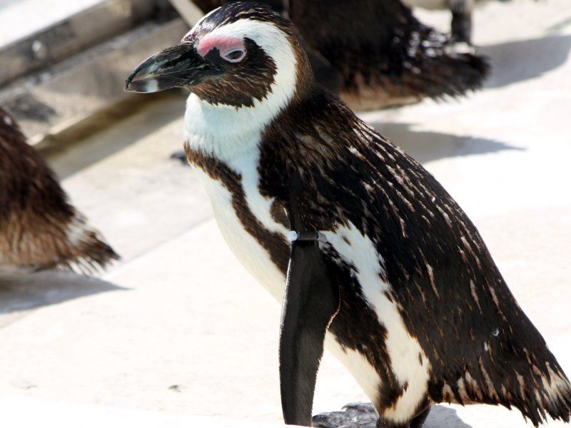 ケープペンギン Cape Penguin かぎけんweb