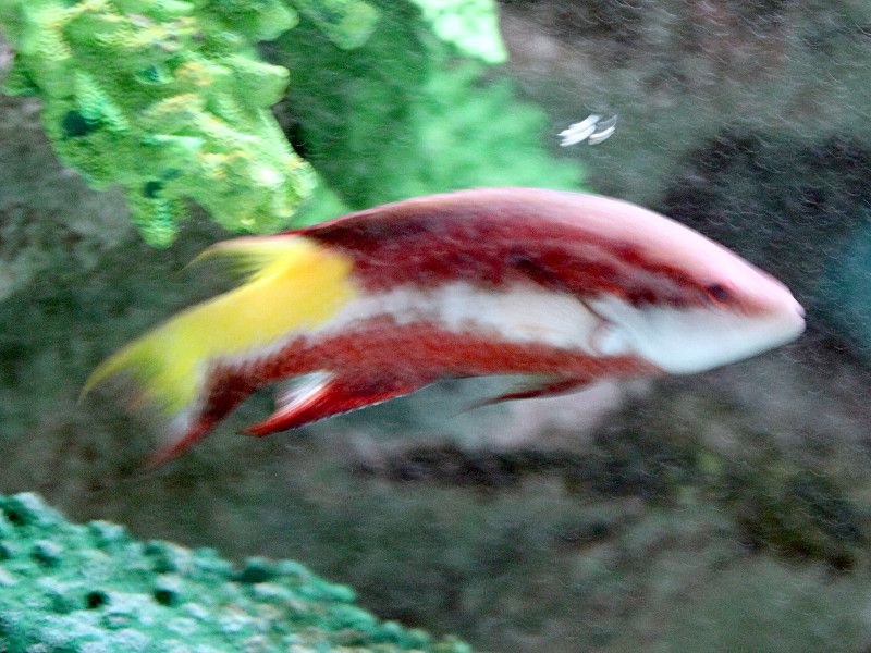 LEozOtBbV Spotfin Hogfish