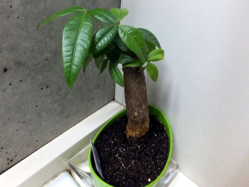 観葉植物図鑑 かぎけんweb