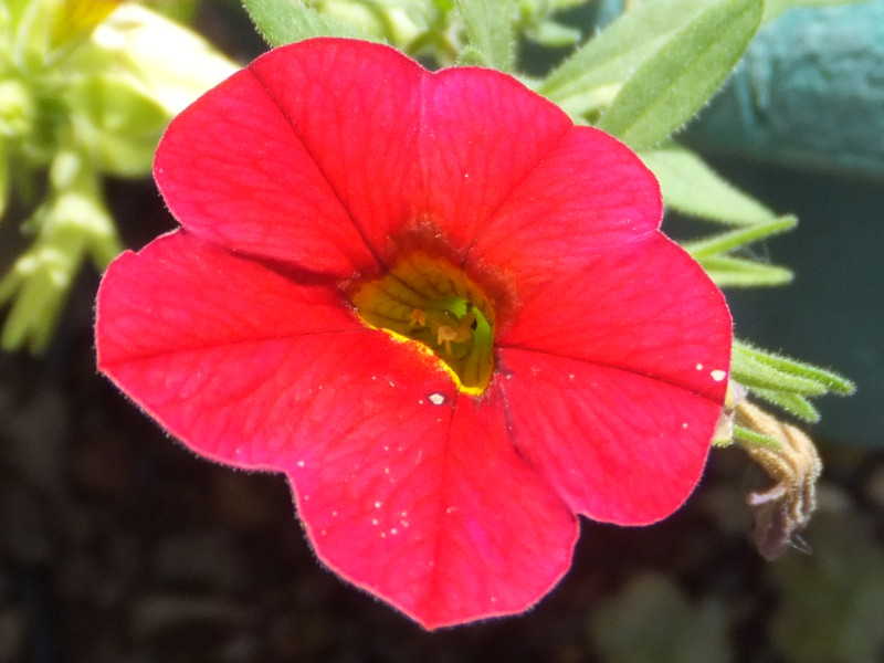 lVAiNemesiaAwFNemesia strumosaj