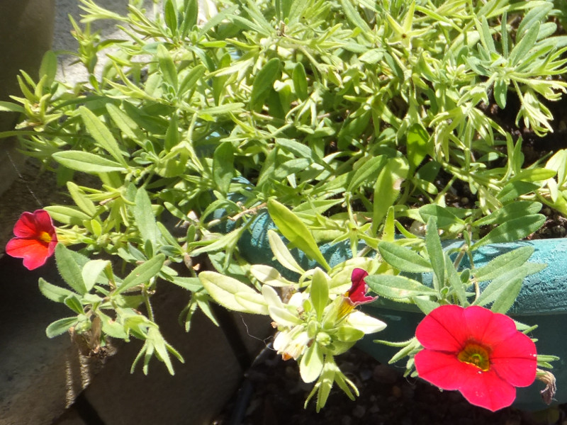 lVAiNemesiaAwFNemesia strumosaj