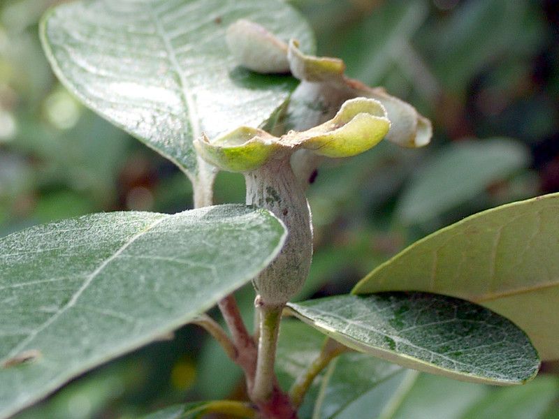 �t�F�C�W���A