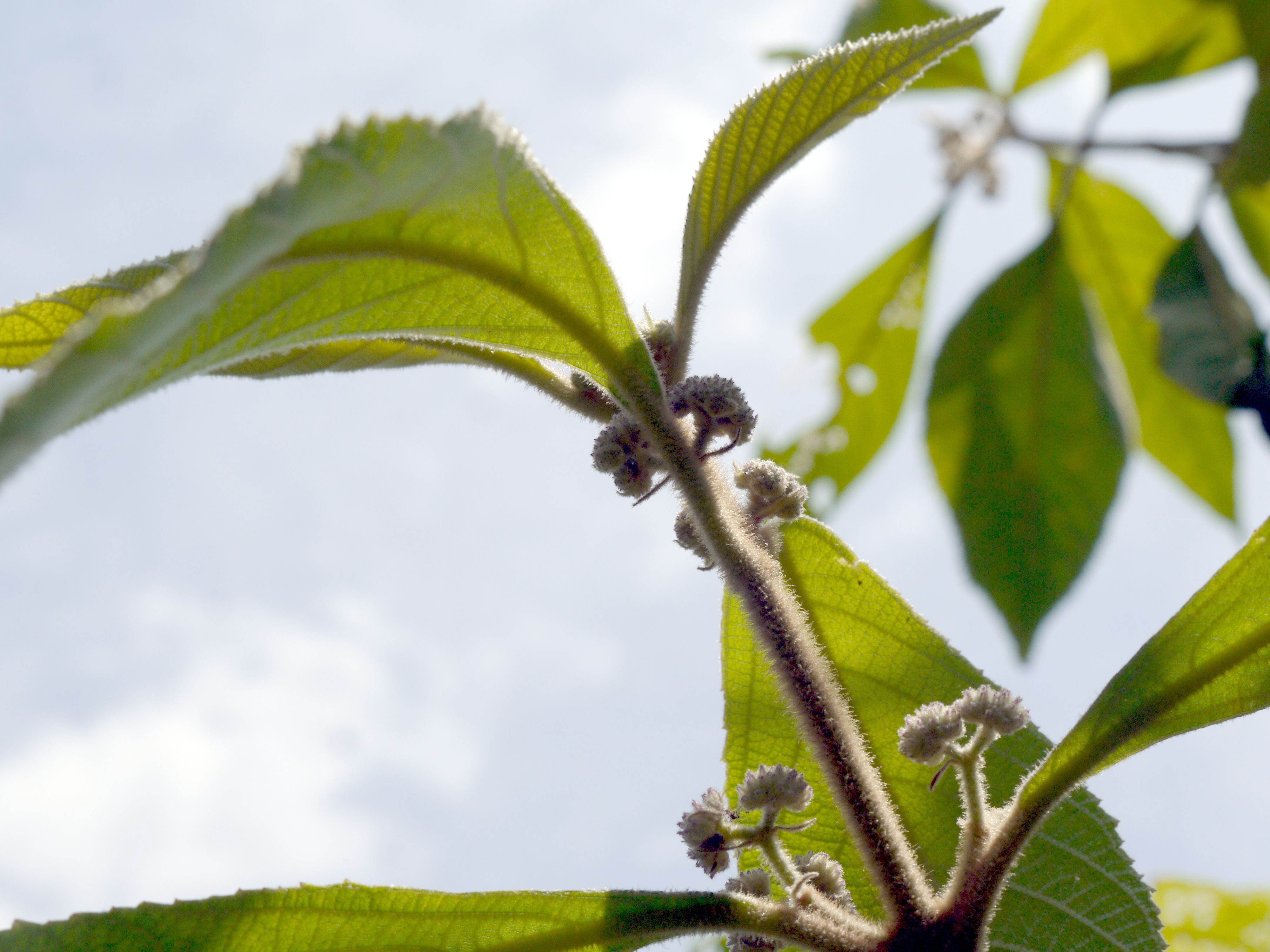 �r���[�h�����T�L