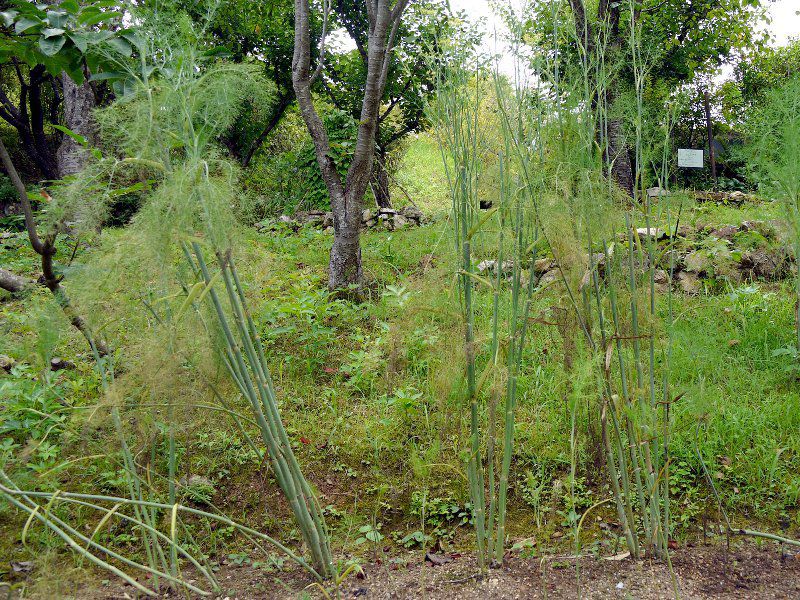 �E�C�L���E