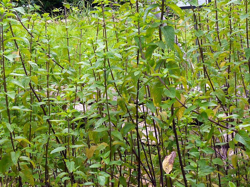 水生植物図鑑 かぎけんweb