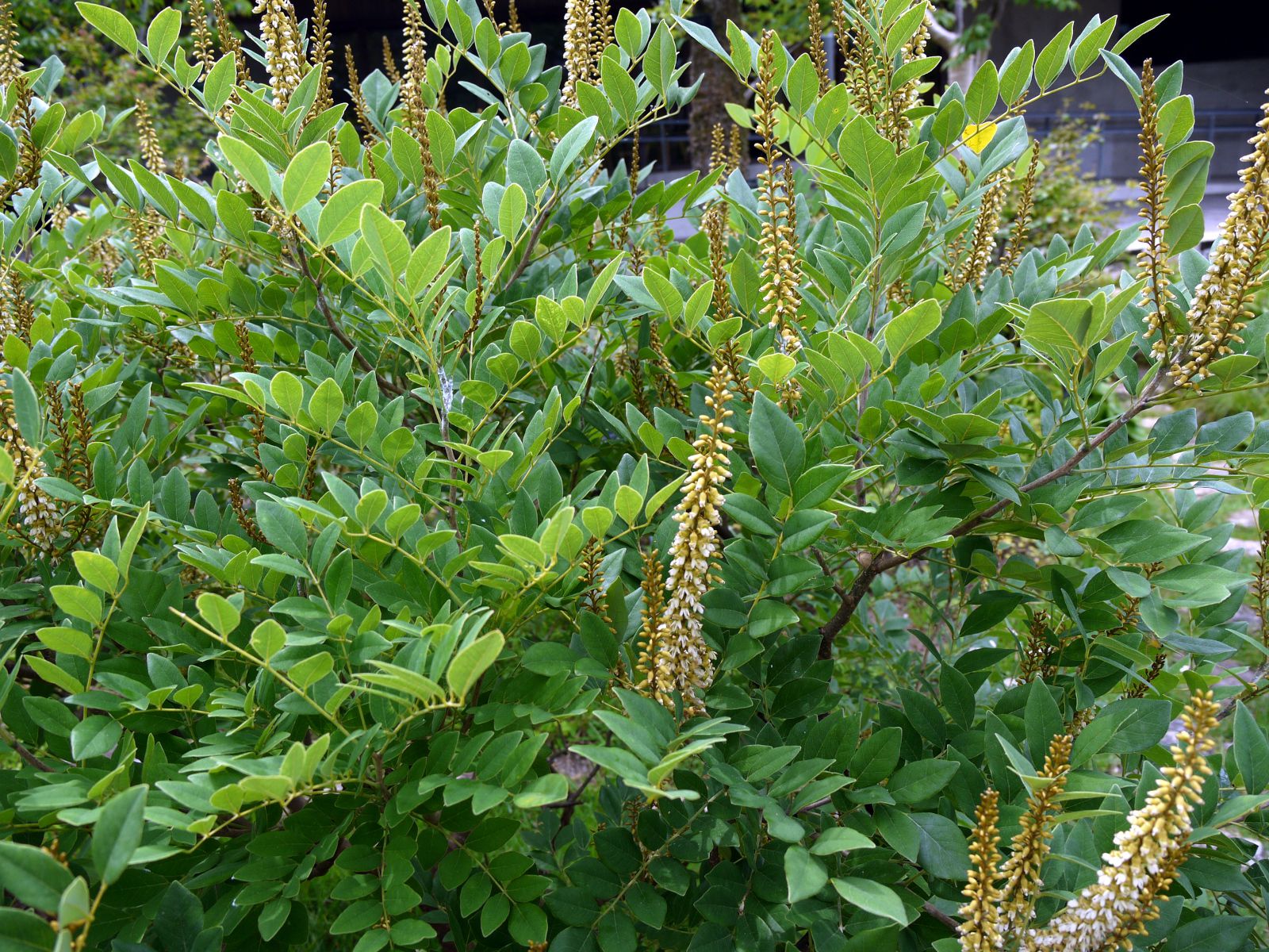 �V�}�G���W��