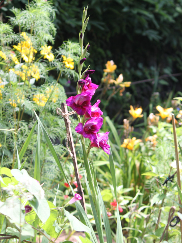 OWIX(Gladiolus)