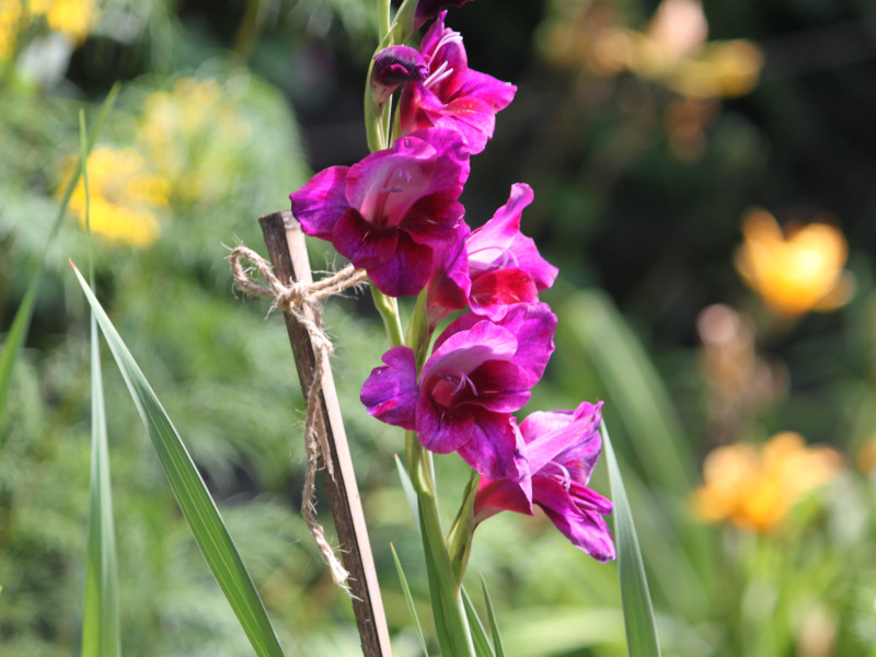 OWIX(Gladiolus)